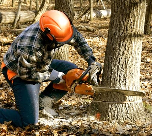 Tree Removal in Salina, KS